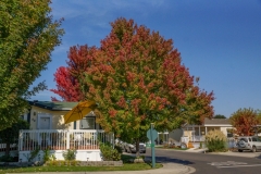 Yellow Umbrella Mobile and Fall Tree